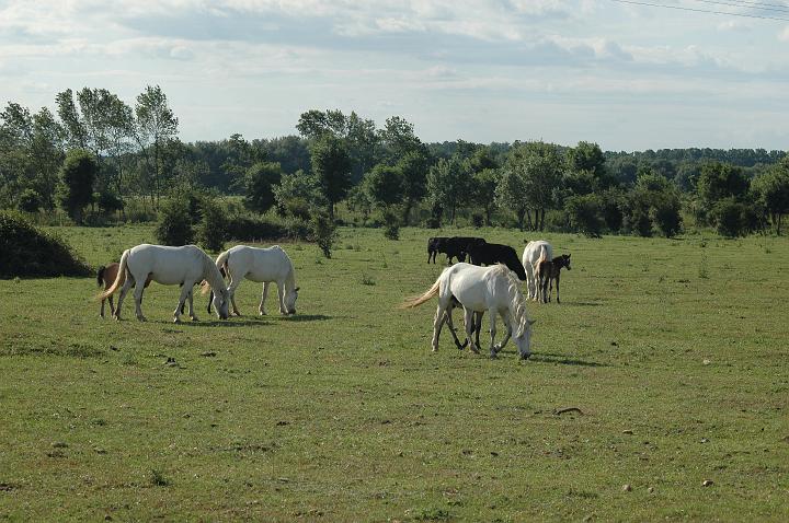 camargue (24)